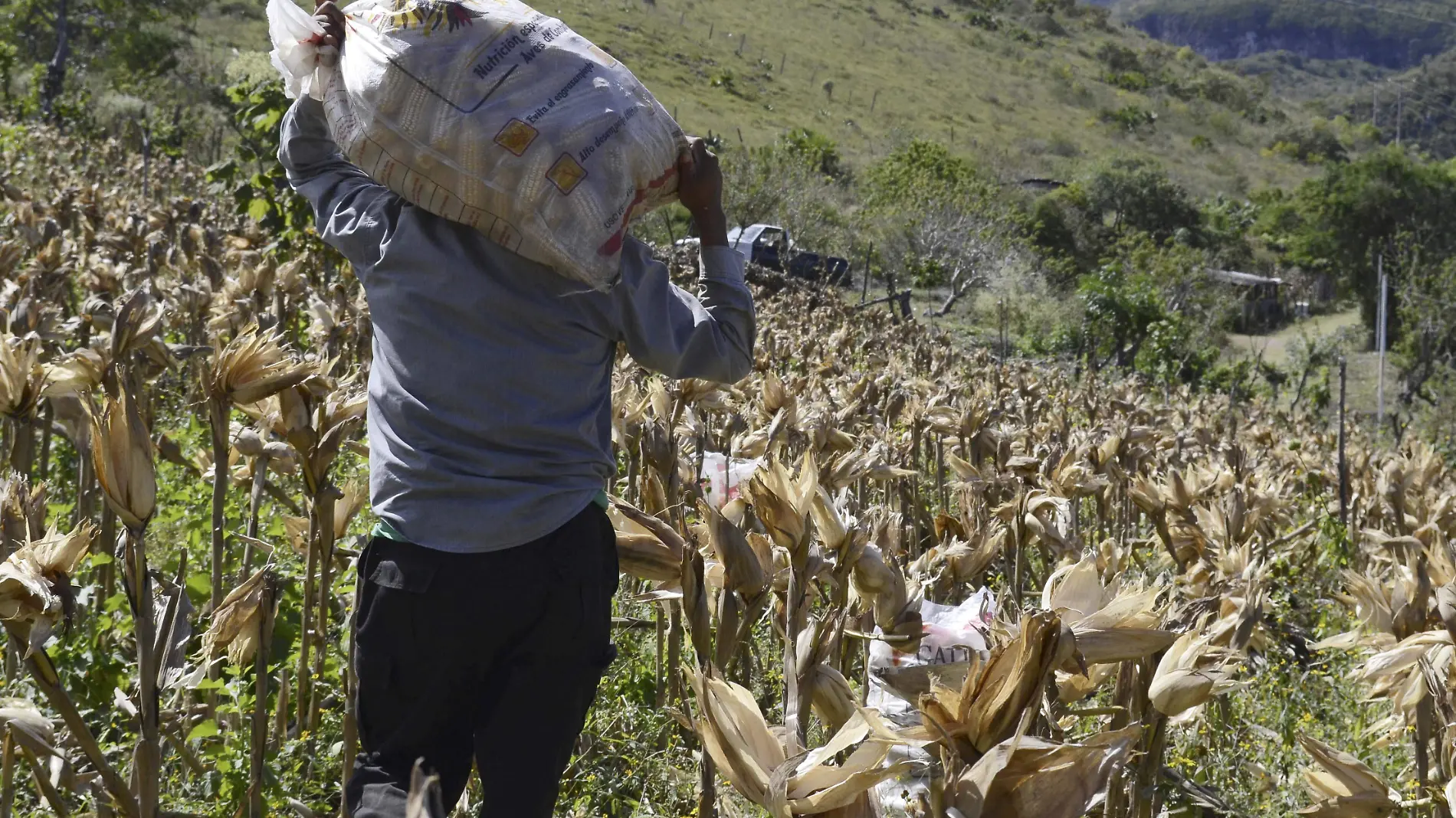 Guerrero Campesinos